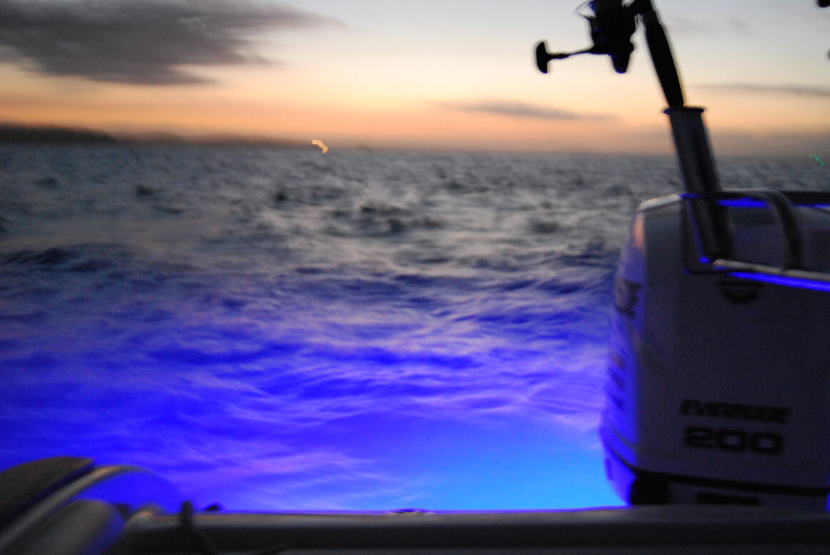 hauraki gulf fishing blue led lights