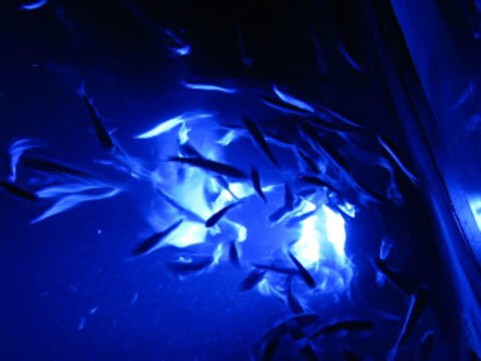 fish coming to blue underwater lights