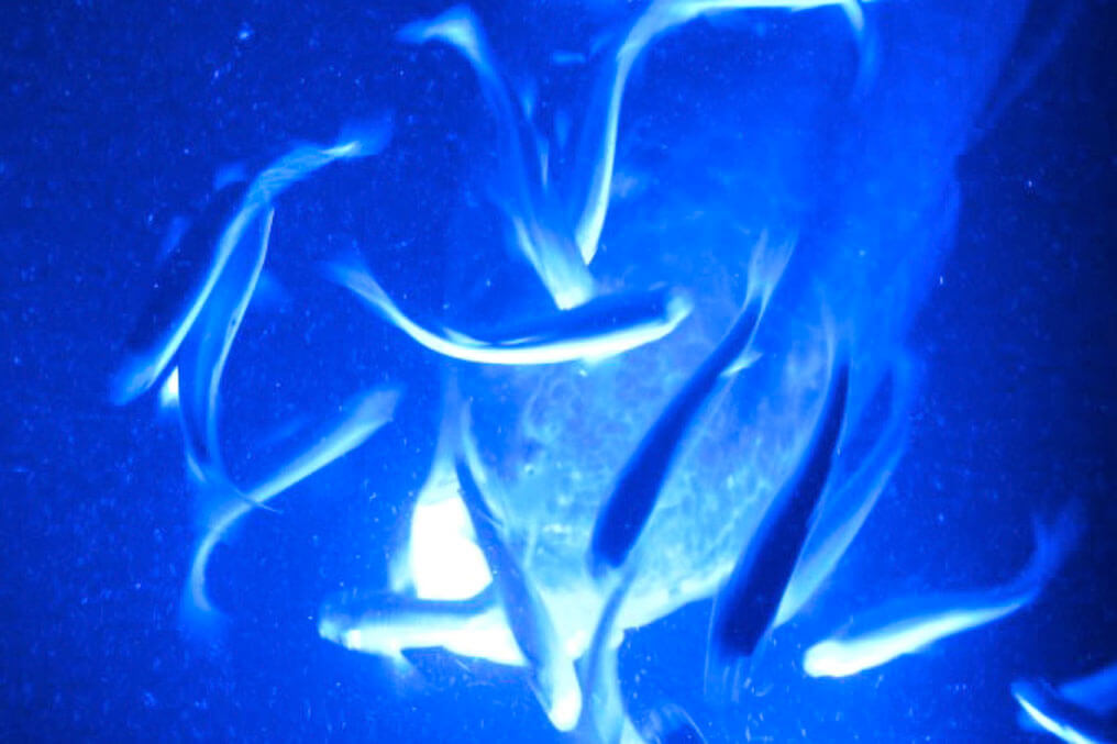 blue led underwater lights attract fish